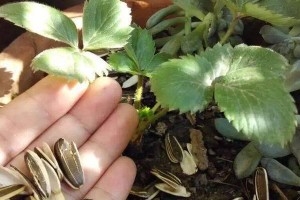 瓜子皮可做肥料吗？实用方法一网打尽！（如何处理瓜子皮才更加适合做成肥料，让废物变成宝贵的营养源。）