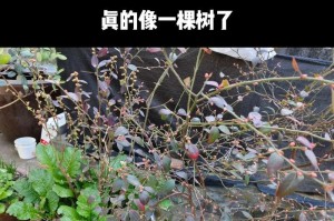 蓝莓树的移栽时间及方法（如何在正确的时间和方法下移栽蓝莓树？）