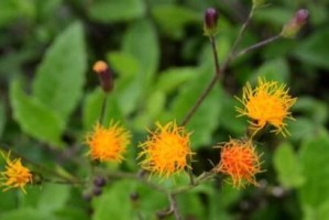 法桐开花的美丽与神秘（一场花海盛宴，揭开法桐开花的奥秘）