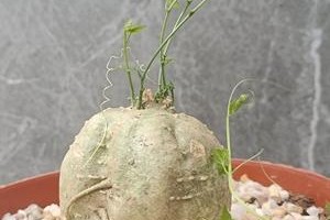 苦瓜盆栽选用多大的盆（如何选择最适合的盆？盆径大小对植物生长有何影响？）