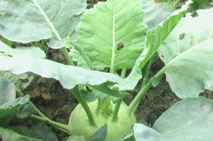 芥菜和苤蓝，到底是不是一种菜？（菜品区别、特点和适宜食用人群）