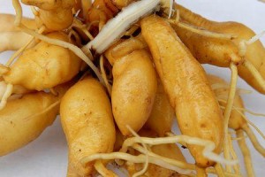 黄花菜的根能吃吗？（探究黄花菜根的营养价值及食用方法）