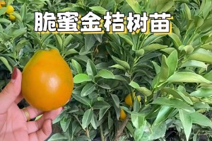小金桔树的嫁接技术与方法（掌握关键技巧，打造健康果树）
