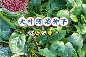 揭开菠菜种子发芽的神秘面纱（探究菠菜种子的发芽时间、影响因素与种植技巧）
