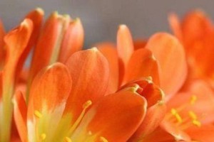 花草换盆全攻略（盆栽爱好者必看，让你的花草健康成长）