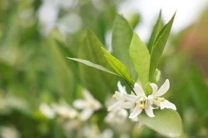 揭秘（桔子花香味是否具有毒性？知道这些真相，才能安心食用。）