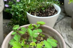 打造美丽庭院的小技巧（打造美丽庭院的小技巧）