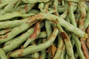 豆角种子有毒性吗？（了解豆角种子的毒性与食用方式）