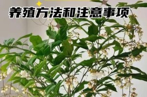 夏季茉莉花的浇水技巧（科学浇水让茉莉花绽放更美丽）