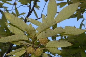 麻黄，裸子植物中的“天然药库”（裸子植物，麻黄的身份证明）