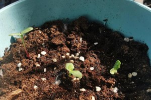刚发芽花苗的养护指南（从萌芽到繁盛，打造美丽花园的秘诀）