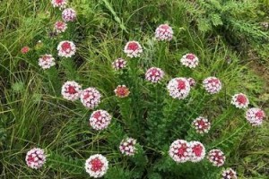 狼毒花开花时间及特点（探秘狼毒花的美丽与危险）