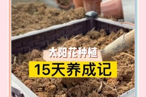 水培太阳神花的完美养护方法（打造美丽家居，享受无限花香）