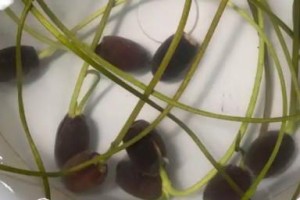 嫩荷花种子种植的技巧与方法（以嫩荷花种子怎么种为例，教你成功种植美丽的荷花）