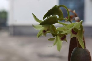 如何应对兰花谢了的困扰（科学养护，延长兰花寿命）