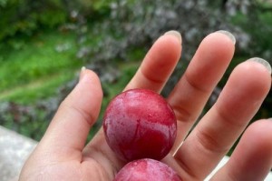 乌蔹莓的果子能吃吗？（探究乌蔹莓的果子是否适合食用）