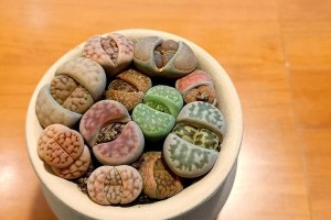 探秘生石花的多样品种（了解生石花的形态特征与分类方法）