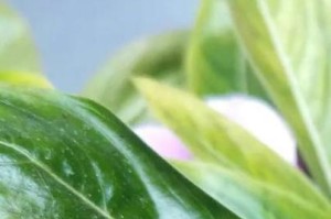 长春花的耐寒能力（揭秘长春花的低温极限及保护措施）