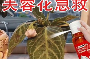 芙蓉花叶子糊了的原因及处理方法（揭秘芙蓉花叶子糊了的真相，从根本解决问题）