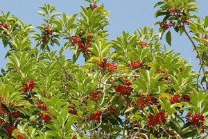 冬青——一种常见的美化植物（探索冬青的生长特点、用途和栽培方法）