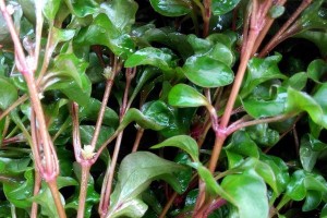 旱生植物——生命顽强的化身（如何在干旱的荒漠中生存下来？）