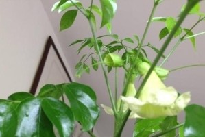 如何种植幸福树？（栽种时间、方法及注意事项）