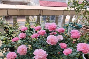 梦光环月季——花园中的美丽藤本灌木（探秘梦光环月季的生长特点及美丽表现）
