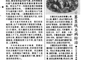 谷子病虫害防治技术与方法措施（有效防控谷子病虫害，提高谷子产量）