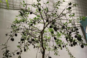 如何成功养殖柠檬盆栽？（建议、技巧和注意事项）
