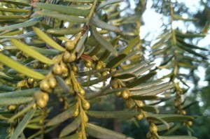 红豆的季节成熟及上市情况（了解红豆季节，更好品尝美食）