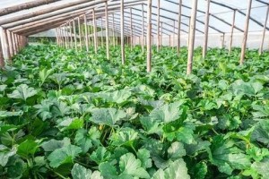 观赏葫芦的种植与养护：从何时开始种植，到如何打理，全方位指南！——葫芦