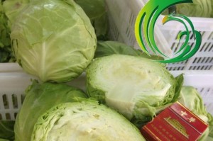 探究卷心菜和大头菜的区别与联系（一文了解这两种蔬菜的特点及营养价值）