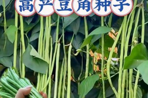 豆角种子有毒吗？探究真相（了解豆角种子的成分和食用安全问题）
