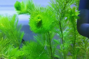 绿菊水草的养殖技术（轻松掌握水族箱中的绿色元素）