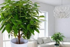 冬天客厅如何选择适合养的花或植物？（打造温馨的冬季居家环境，从这些绿色植物开始！）