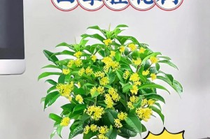 探究桂花开花时间（揭秘桂花开花的奥秘）