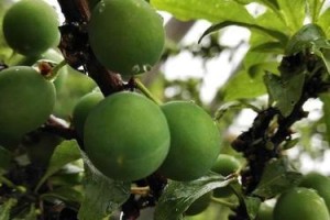 青梅收获时间及生长周期（青梅成熟期、采摘时间和保存技巧）
