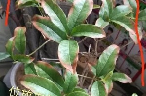 解决桂花叶子干枯问题（原因分析及补救方法）