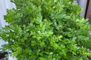 室内养九里香的秘诀（打造清新室内环境，九里香是不可或缺的）