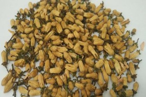 揭秘桔子花香味的真相（这个花香究竟有毒吗？）