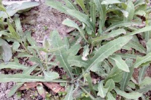 苦苣菜——一种可食用的草本植物（探究苦苣菜的草本特征与食用价值）