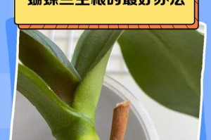 蝴蝶兰扦插方法详解（从准备工作到技巧要领，轻松掌握养殖技巧）