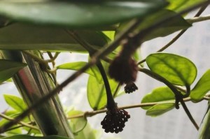 揭秘球兰花骨朵的神秘面纱（球兰花骨朵的样子形状特点及生长环境）
