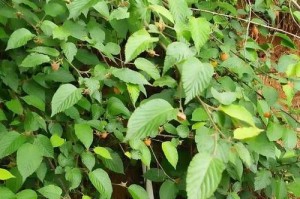 蔷薇是木本植物还是草本植物？（探究蔷薇的生长形态、性状及分类特征）