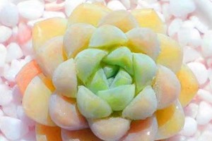 厚叶月影多肉的养殖方法（打造完美的多肉花园，从厚叶月影开始）