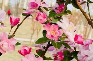 在院子里种植西府海棠（从选购到养护，让你轻松打造花园的亮点）