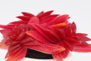 星王子的繁殖方法及注意事项（从配对到孵化，全面了解星王子繁殖）