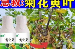 菊花施肥过多的危害与解决方法（避免菊花施肥过量的关键是掌握正确的施肥方法）