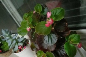 如何处理四季海棠叶子太多的问题（应对海棠叶子过多的实用方法）