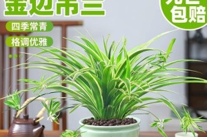高深花盆养植（发掘花盆的潜力，打造极具艺术感的植物生态空间）